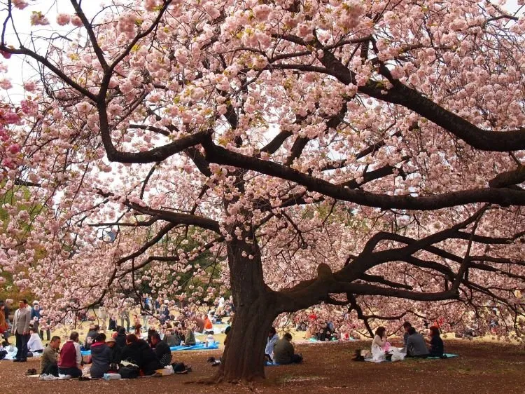 Demi Selfie Yang Eksentrik, Mereka Rela Merusak Keindahan Sakura! Semoga Ini yang Terakhir Kalinya Terjadi! 12