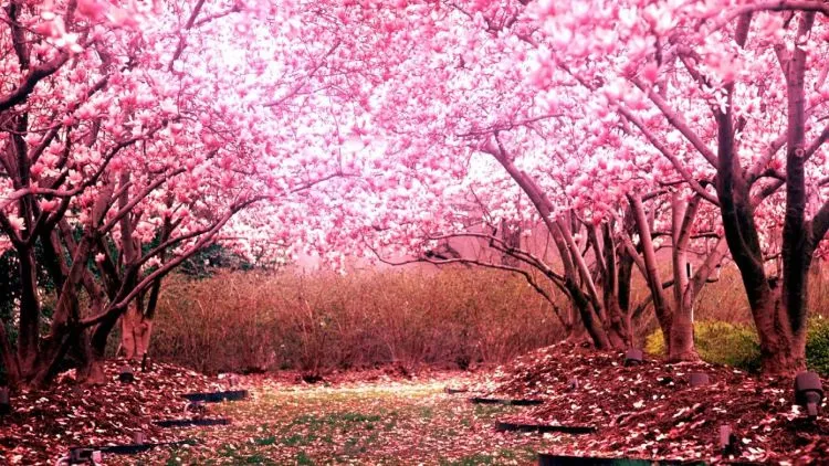 Demi Selfie Yang Eksentrik, Mereka Rela Merusak Keindahan Sakura! Semoga Ini yang Terakhir Kalinya Terjadi! 7