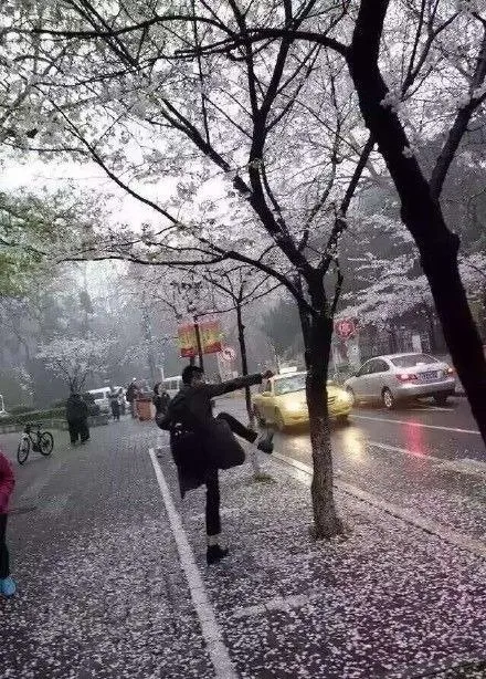 Demi Selfie Yang Eksentrik, Mereka Rela Merusak Keindahan Sakura! Semoga Ini yang Terakhir Kalinya Terjadi! 9