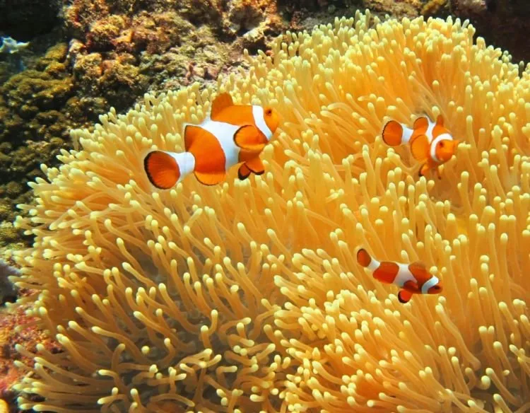 10 Gili dengan Pemandangan Bawah Laut yang Memukau Para Pecinta Snorkeling! Mana Favoritmu, Travelers? 18
