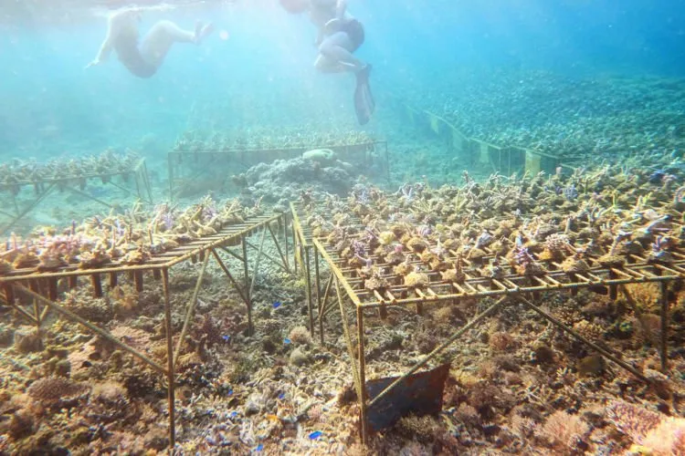 10 Gili dengan Pemandangan Bawah Laut yang Memukau Para Pecinta Snorkeling! Mana Favoritmu, Travelers? 13