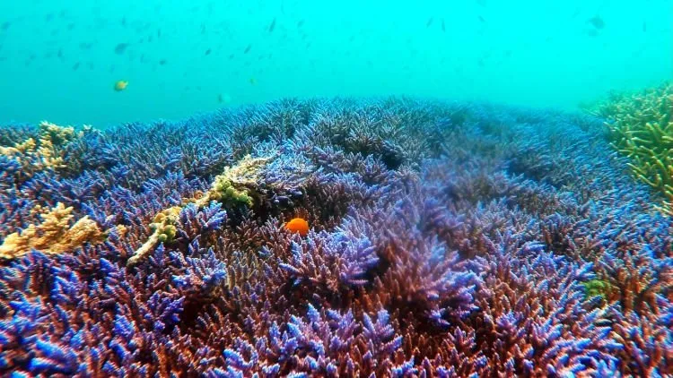 10 Gili dengan Pemandangan Bawah Laut yang Memukau Para Pecinta Snorkeling! Mana Favoritmu, Travelers? 14
