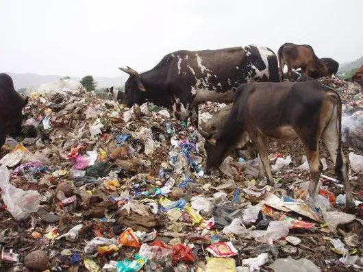 Parade Foto Kesedihan Binatang yang Diakibatkan Sampah dari Manusia! Apa yang Bisa Kamu Lakukan? 24
