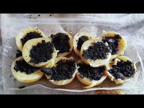 7 Resep Kudapan Manis Berbahan Biskuit. Bikinnya Gampang, Spesial Buat Dia yang Paling Disayang... 14