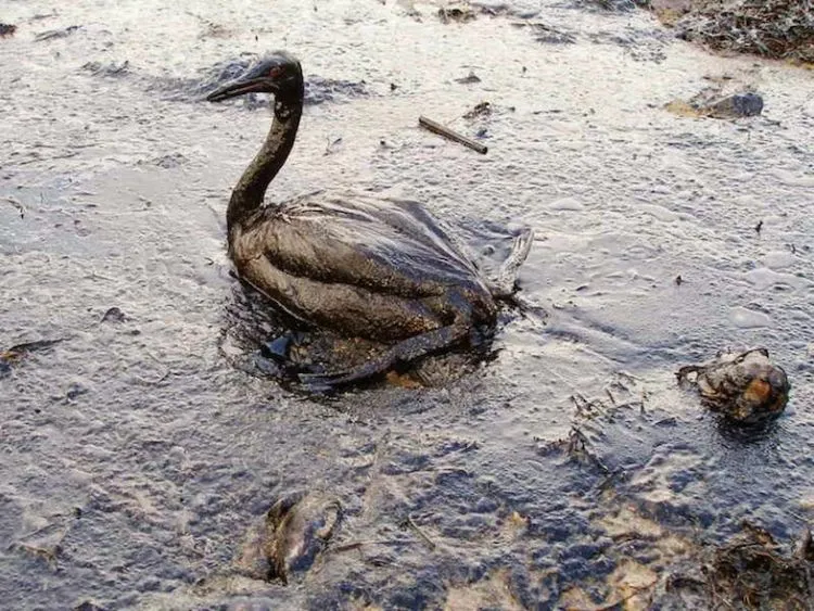 Parade Foto Kesedihan Binatang yang Diakibatkan Sampah dari Manusia! Apa yang Bisa Kamu Lakukan? 17
