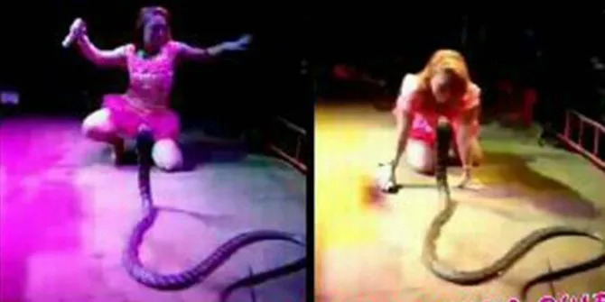 Nahas! Penyanyi Dangdut Ini Tewas Dipatuk Ular Kobra di Atas Panggung. 3