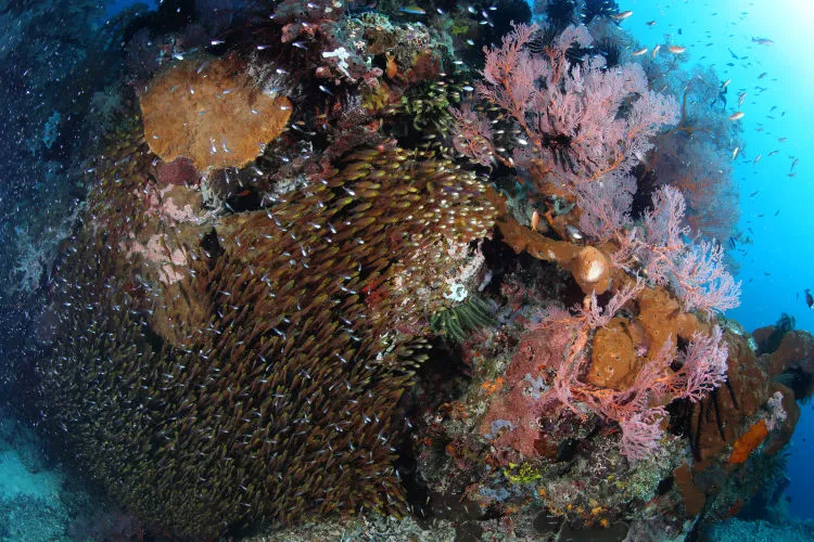 10 Gili dengan Pemandangan Bawah Laut yang Memukau Para Pecinta Snorkeling! Mana Favoritmu, Travelers? 16