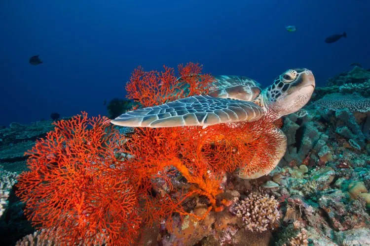 10 Gili dengan Pemandangan Bawah Laut yang Memukau Para Pecinta Snorkeling! Mana Favoritmu, Travelers? 19