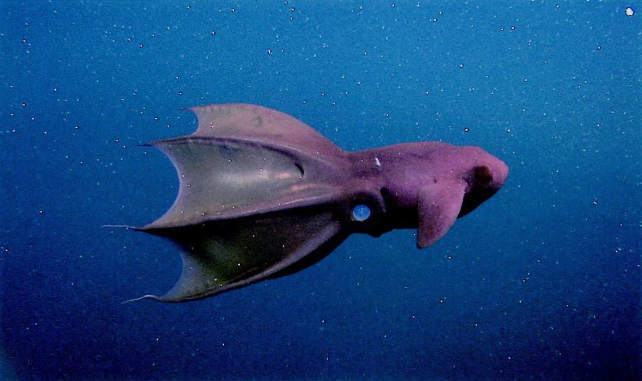 Sudah Pernah Berjumpa Hewan Bawah Laut Ini Belum Pas Diving Atau Snorkeling? Lucu Sih, Tapi Berbahaya Juga Lho! 9