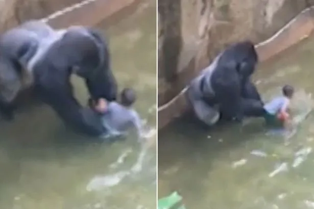 Heboh! Seekor Gorila Di Kebun Binatang Ditembak Mati. Kira-kira Apa Sih Sebabnya? 12