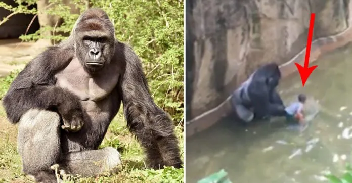 Heboh! Seekor Gorila Di Kebun Binatang Ditembak Mati. Kira-kira Apa Sih Sebabnya? 9