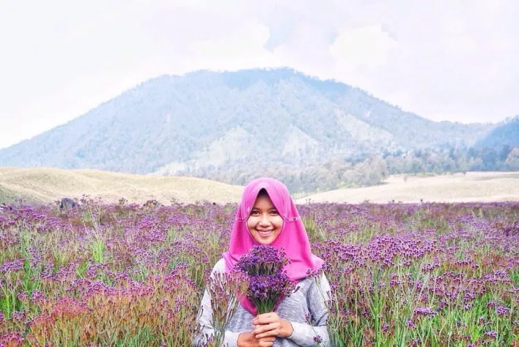 Dikira Lavender, Eh Ternyata Verbena. Tanaman Indah di Semeru yang Boleh Kamu Petik Sepuasnya! 7