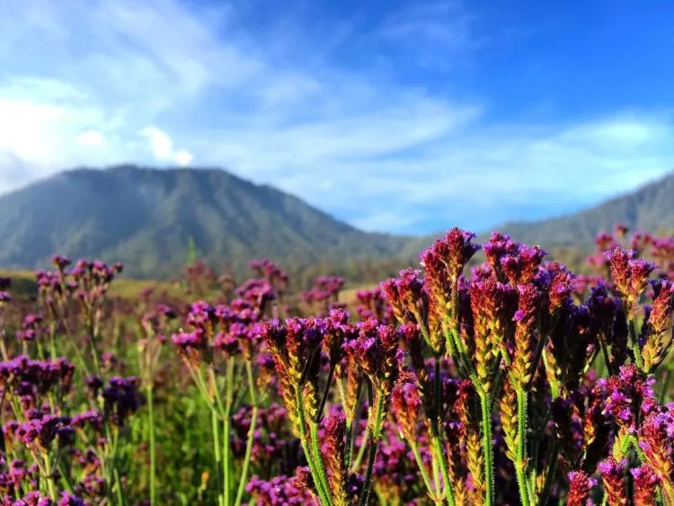 Dikira Lavender, Eh Ternyata Verbena. Tanaman Indah di Semeru yang Boleh Kamu Petik Sepuasnya! 8