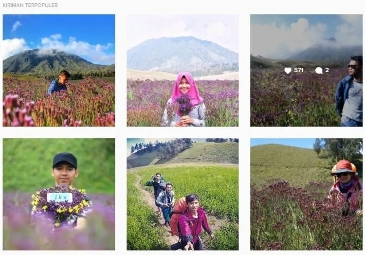 Dikira Lavender, Eh Ternyata Verbena. Tanaman Indah di Semeru yang Boleh Kamu Petik Sepuasnya! 9