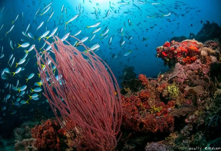 Mimpi Apa yang Bisa Mengalahkan Mimpi ke Raja Ampat? Yuk Wujudkan Nyata Ke Surga Itu! 8