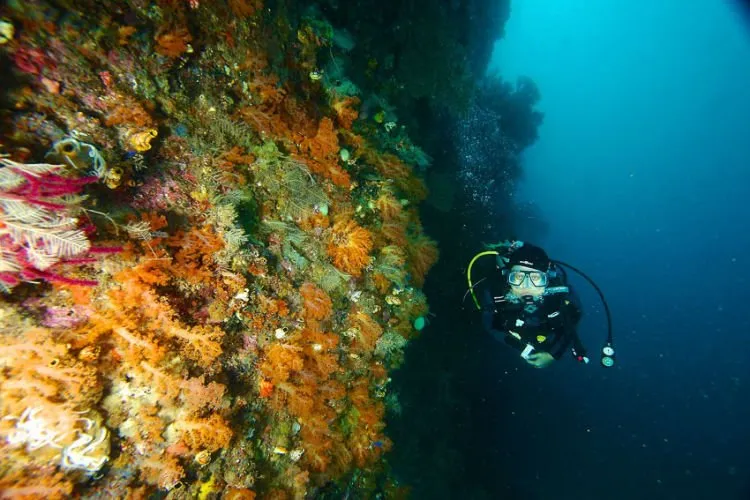 Mimpi Apa yang Bisa Mengalahkan Mimpi ke Raja Ampat? Yuk Wujudkan Nyata Ke Surga Itu! 7