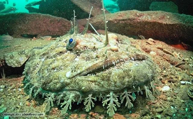 Sudah Pernah Berjumpa Hewan Bawah Laut Ini Belum Pas Diving Atau Snorkeling? Lucu Sih, Tapi Berbahaya Juga Lho! 8