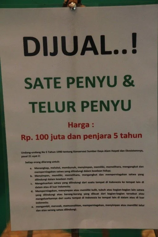Penyu-penyu ini Begitu Tersiksa karena Sampah Menjerat Tubuhnya. Wahai Manusia, Sadarlah Segera! 12
