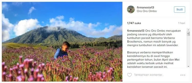 Dikira Lavender, Eh Ternyata Verbena. Tanaman Indah di Semeru yang Boleh Kamu Petik Sepuasnya! 12