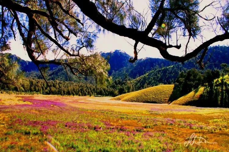 Dikira Lavender, Eh Ternyata Verbena. Tanaman Indah di Semeru yang Boleh Kamu Petik Sepuasnya! 11
