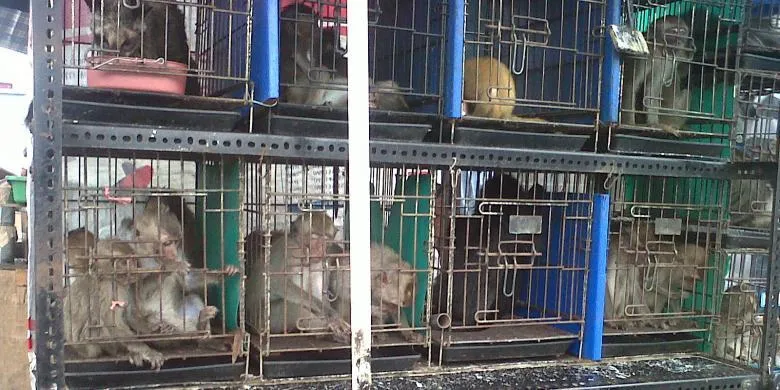 Dari Cendrawasih Sampai Gading Gajah, Berikut Ini Satwa Nusantara yang Diperdagangkan Secara Liar! 11