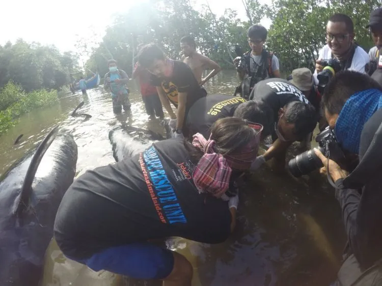 32 Ekor Paus Pilot Terdampar di Pesisir Kabupaten Probolinggo. Kok Bisa Paus Terdampar di Sana? 7