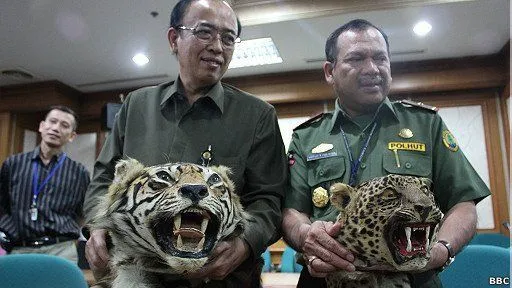 Dari Cendrawasih Sampai Gading Gajah, Berikut Ini Satwa Nusantara yang Diperdagangkan Secara Liar! 13