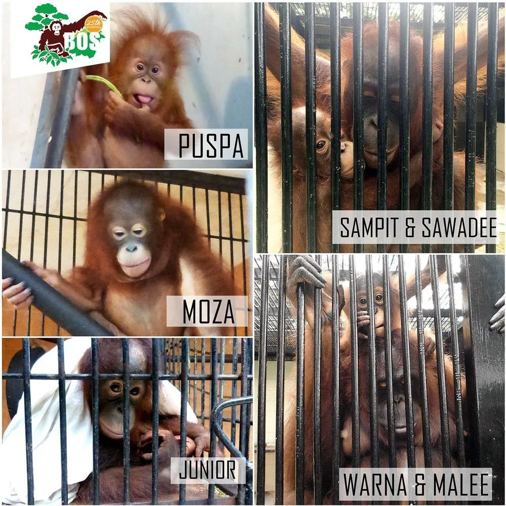 Dari Cendrawasih Sampai Gading Gajah, Berikut Ini Satwa Nusantara yang Diperdagangkan Secara Liar! 8