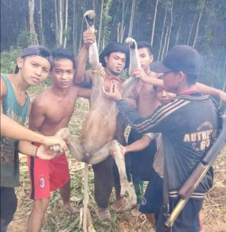 Bekantan Imut Ini Dibunuh Lalu Fotonya Dipajang di Facebook. Sungguh Sadis dan Kejam! 6