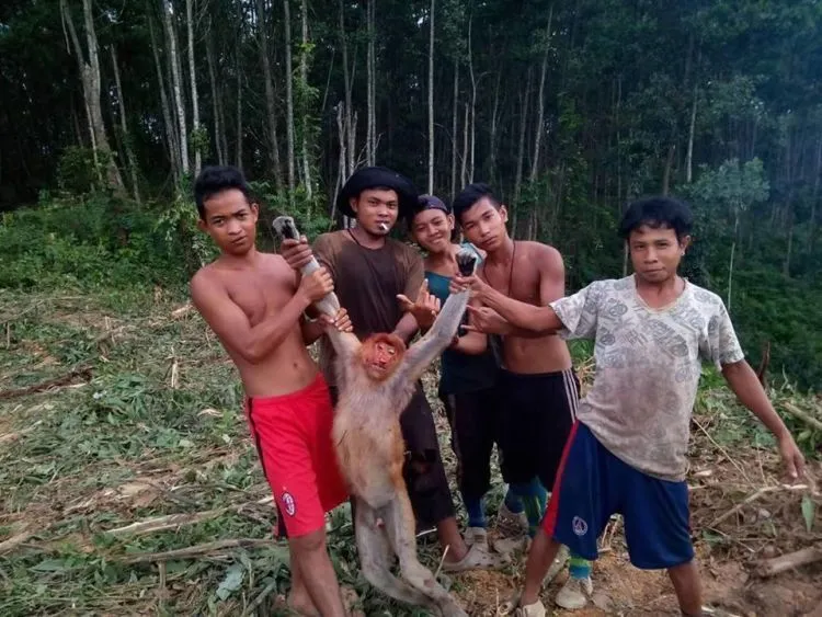 Bekantan Imut Ini Dibunuh Lalu Fotonya Dipajang di Facebook. Sungguh Sadis dan Kejam! 8