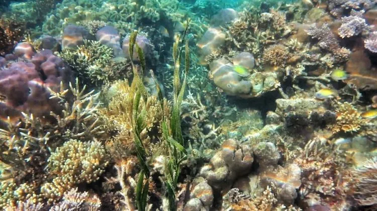 Sambutlah, Pantai Ora. Pantai Idaman untuk Mesra-mesraan Bersama Kekasih Tersayang! 9