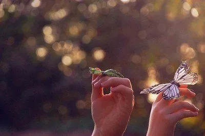 Takdir Cinta yang Seindah dan Serapuh Kupu-Kupu