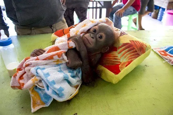 Dari Cendrawasih Sampai Gading Gajah, Berikut Ini Satwa Nusantara yang Diperdagangkan Secara Liar! 14