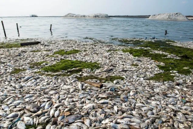 Gara-gara Kita, Pantai Yang Dulu Indah Kini Jadi Tercemar Sampah dan Limbah! Sedih Rasanya :( 16