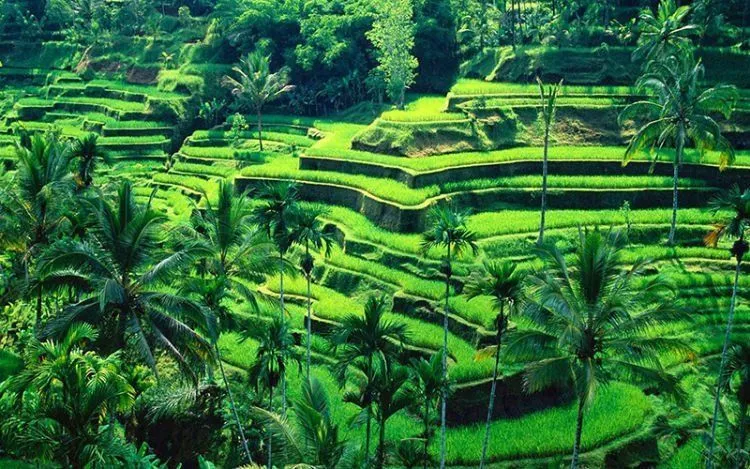 12 Alasan Kenapa Kamu Mending di Rumah Bantuin Mama Daripada Ngabisin Duit Keliling Indonesia! 14
