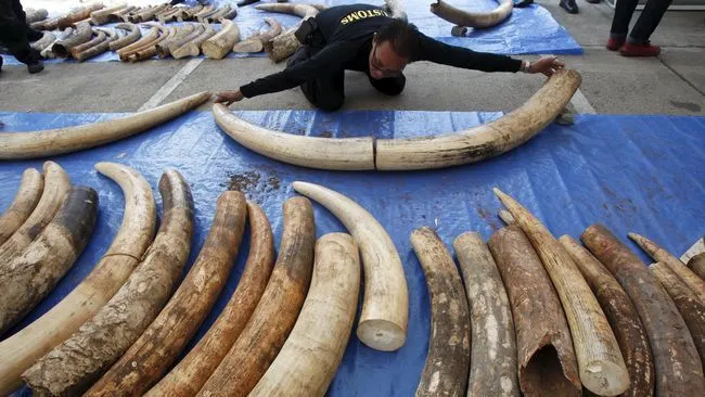 Dari Cendrawasih Sampai Gading Gajah, Berikut Ini Satwa Nusantara yang Diperdagangkan Secara Liar! 10