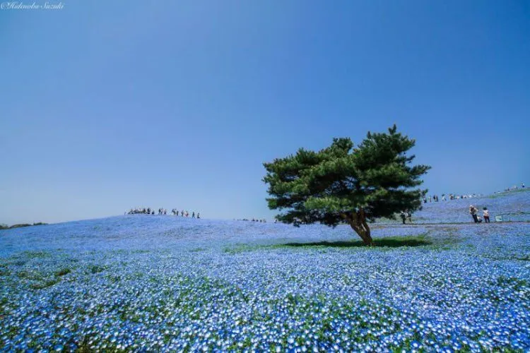 25 Potret Keindahan Negeri Sakura Jepang yang Bikin Nggak Bisa Berhenti Orgasme Mata... 43