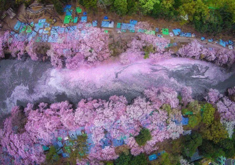 25 Potret Keindahan Negeri Sakura Jepang yang Bikin Nggak Bisa Berhenti Orgasme Mata... 42