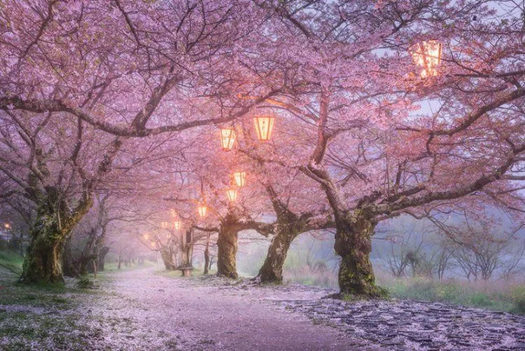 25 Potret Keindahan Negeri Sakura Jepang yang Bikin Nggak Bisa Berhenti Orgasme Mata... 38