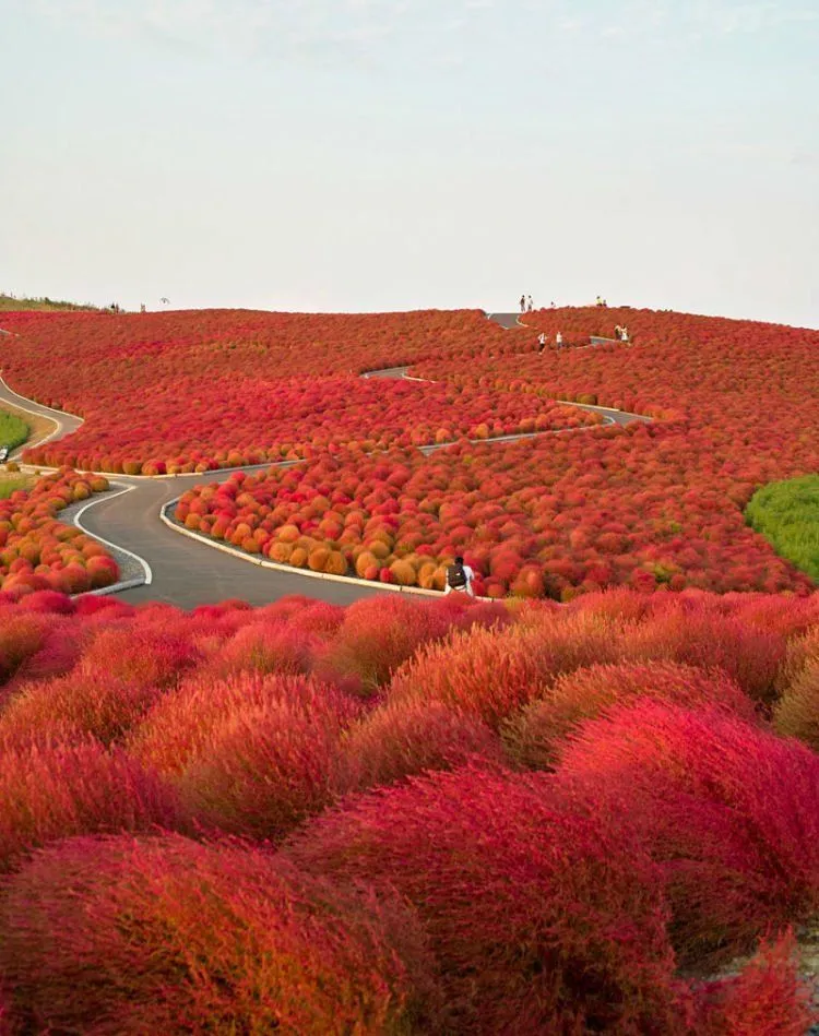 25 Potret Keindahan Negeri Sakura Jepang yang Bikin Nggak Bisa Berhenti Orgasme Mata... 37