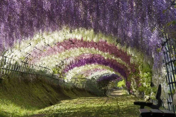 25 Potret Keindahan Negeri Sakura Jepang yang Bikin Nggak Bisa Berhenti Orgasme Mata... 36