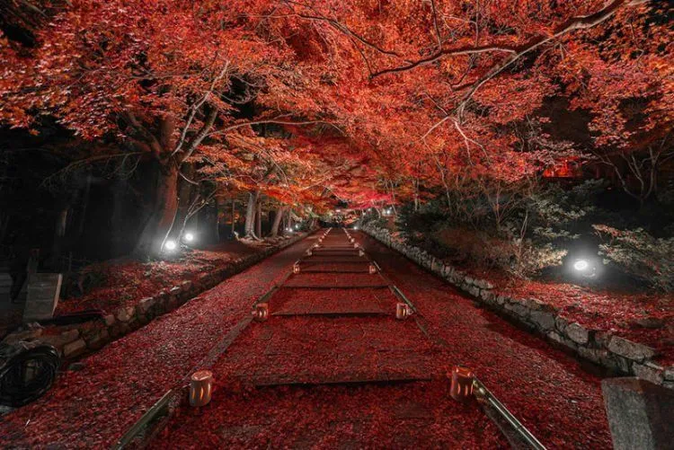 25 Potret Keindahan Negeri Sakura Jepang yang Bikin Nggak Bisa Berhenti Orgasme Mata... 32