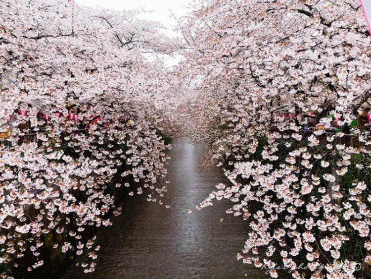 25 Potret Keindahan Negeri Sakura Jepang yang Bikin Nggak Bisa Berhenti Orgasme Mata... 29