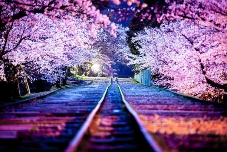 25 Potret Keindahan Negeri Sakura Jepang yang Bikin Nggak Bisa Berhenti Orgasme Mata... 28