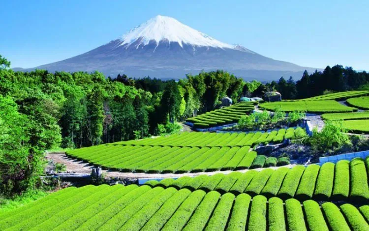 25 Potret Keindahan Negeri Sakura Jepang yang Bikin Nggak Bisa Berhenti Orgasme Mata... 26
