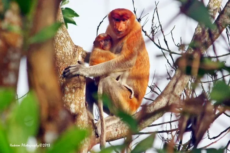Bekantan Imut Ini Dibunuh Lalu Fotonya Dipajang di Facebook. Sungguh Sadis dan Kejam! 7
