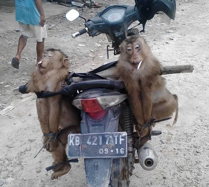 Bekantan Imut Ini Dibunuh Lalu Fotonya Dipajang di Facebook. Sungguh Sadis dan Kejam! 9
