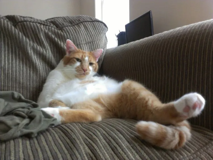17 Foto Kucing Lucu Ini Akan Menggambarkan Perjuanganmu Kelak Ketika Sudah Jadi Ibu 18