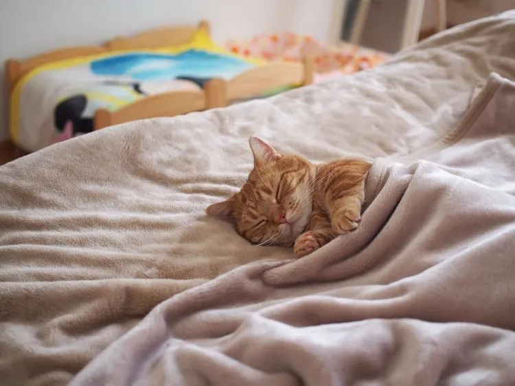 17 Foto Kucing Lucu Ini Akan Menggambarkan Perjuanganmu Kelak Ketika Sudah Jadi Ibu 27