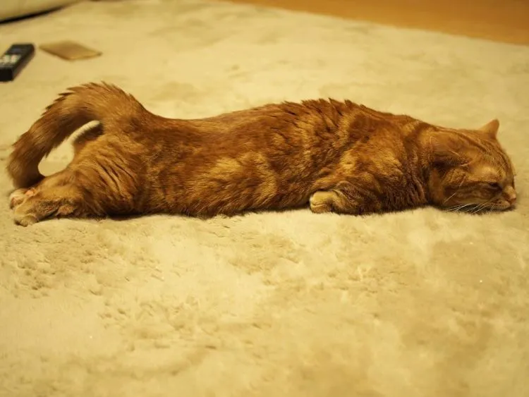 17 Foto Kucing Lucu Ini Akan Menggambarkan Perjuanganmu Kelak Ketika Sudah Jadi Ibu 28